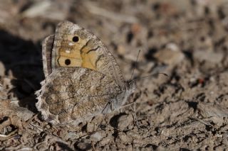 Osmanl Yalanccads (Pseudochazara mamurra)