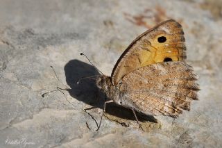 Levantin Yalanccads (Pseudochazara pelopea)