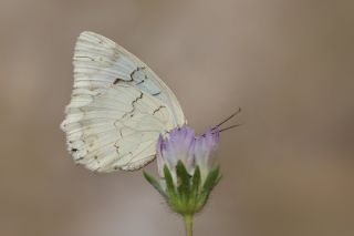 l Melikesi (Melanargia grumi)