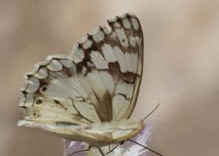 l Melikesi (Melanargia grumi)