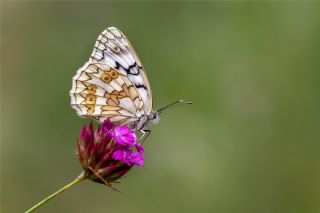 Uygur Melikesi (Melanargia russiae)