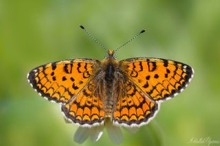Hatayl parhan (Melitaea collina)