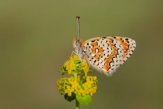 Hatayl parhan (Melitaea collina)