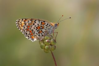 Cezayirli parhan (Melitaea ornata)