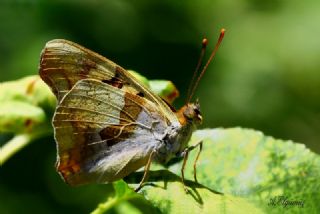 Anadolu ehzadesi (Thaleropis ionia)