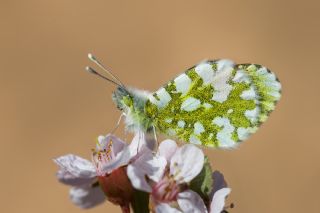 Step Ssls (Anthocharis gruneri)