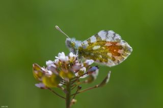 Step Ssls (Anthocharis gruneri)