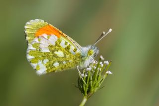 Step Ssls (Anthocharis gruneri)