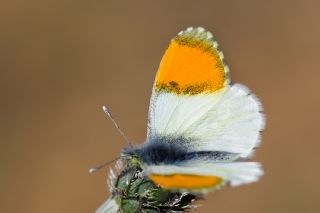 Step Ssls (Anthocharis gruneri)