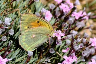 Anadolu Azameti (Colias aurorina)