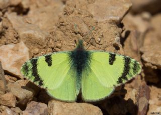 Dou Elfinstonyas (Euchloe penia)