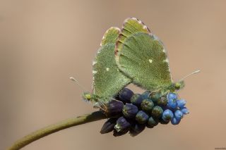 Dou Elfinstonyas (Euchloe penia)