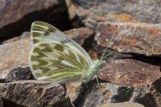 Doruklarn Beneklimelei (Pontia callidice)