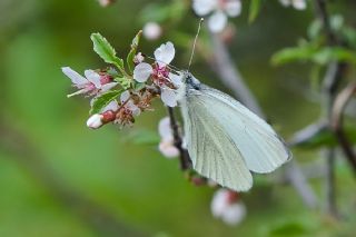 ran Beyazmelei (Pieris persis)