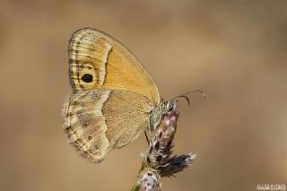 ran Zpzp Perisi (Coenonympha saadi)