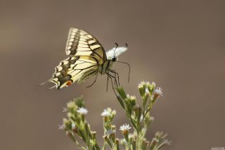 K�rlang��kuyruk&nbsp;(Papilio&nbsp;machaon)