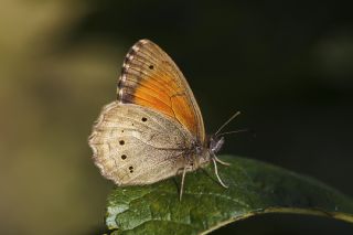 Kaya Esmeri&nbsp;(Kirinia&nbsp;clymene)
