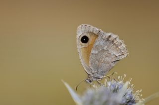 ran Esmerperisi (Hyponephele cadusia)