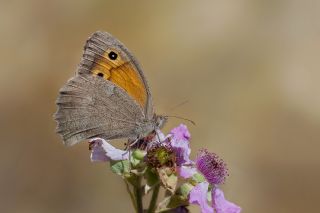 Esmerperi (Hyponephele lupina)