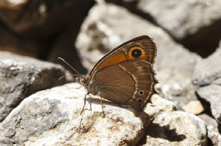 Ar Esmerperisi (Hyponephele wagneri)