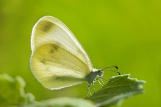 Narin Orman Beyaz (Leptidea sinapis)