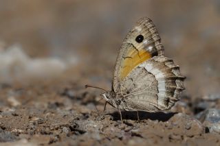 Anadolu Pirireisi (Satyrus favonius)