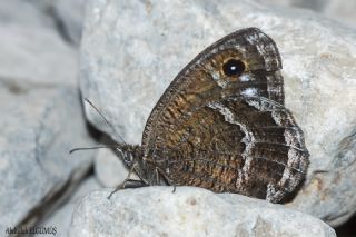 Hametli Pirireis (Satyrus ferulus)