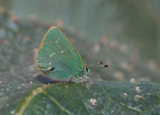 Ign Zmrt, Minikzmrt (Callophrys mystaphia)