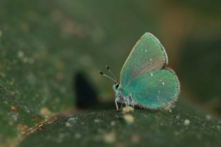 Ign Zmrt, Minikzmrt (Callophrys mystaphia)