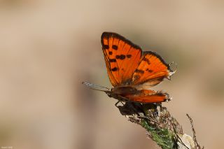 Uygur eytanc (Cigaritis uighurica)