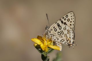 Uygur eytanc (Cigaritis uighurica)