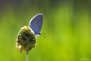 Mavi Osiris&nbsp;(Cupido&nbsp;osiris)