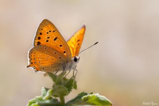 Anadolu Ate Gzeli (Lycaena asabinus)