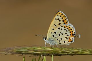 Frat Bakr Gzeli (Margelycaena euphratica )