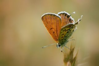 Frat Bakr Gzeli (Margelycaena euphratica )