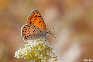 Alev Ate�g�zeli&nbsp;(Lycaena&nbsp;kefersteinii)