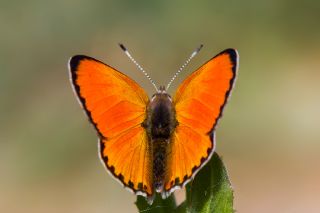 Alev Ategzeli (Lycaena kefersteinii)