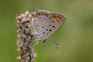 Kermanah (Lycaena kurdistanica)