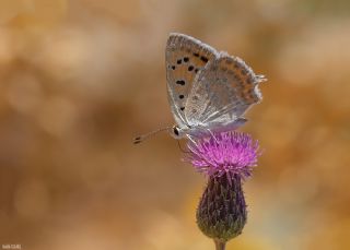 Da Atei (Lycaena thetis)