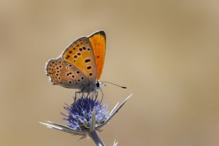 ran Ate Gzeli (Lycaena lampon)