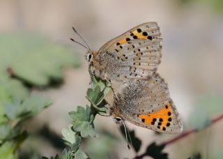 Kafkasya Gelincii (Tomares callimachus)