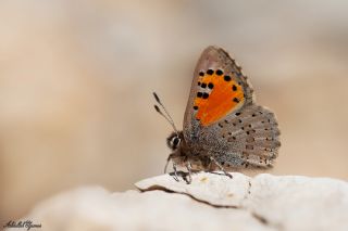 Kafkasya Gelincii (Tomares callimachus)