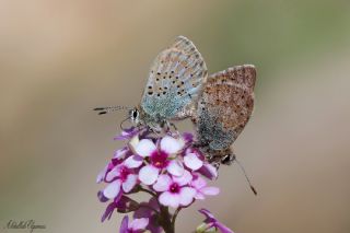 Kafkasya Gelincii (Tomares callimachus)