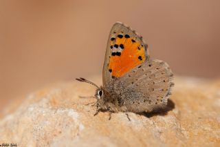 Kafkasya Gelincii (Tomares callimachus)