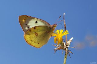 Gzel Azamet (Colias alfacariensis)