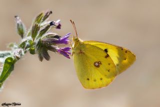 Gzel Azamet (Colias alfacariensis)