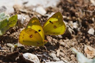 Gzel Azamet (Colias sareptensis)