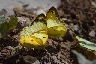 Gzel Azamet (Colias alfacariensis)