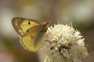 Gzel Azamet (Colias alfacariensis)