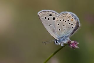 Anadolu Turan Mavisi (Turanana panagaea)